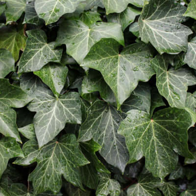 The Beauty Of English Ivy