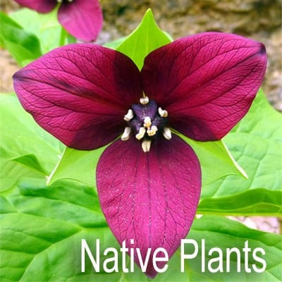 Native Plants