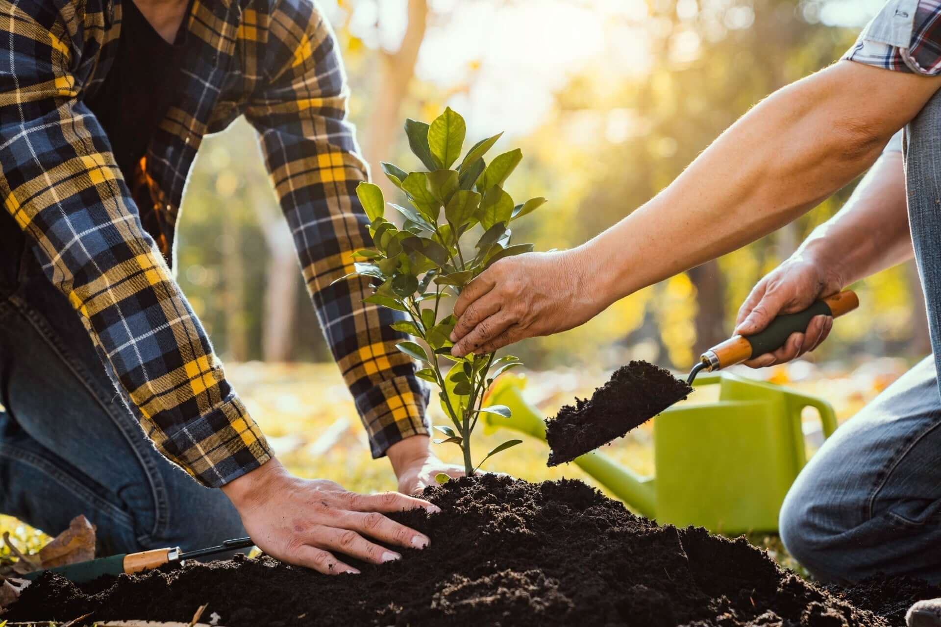 Young citrus tree with vibrant green leaves in rich dark soil for beginners