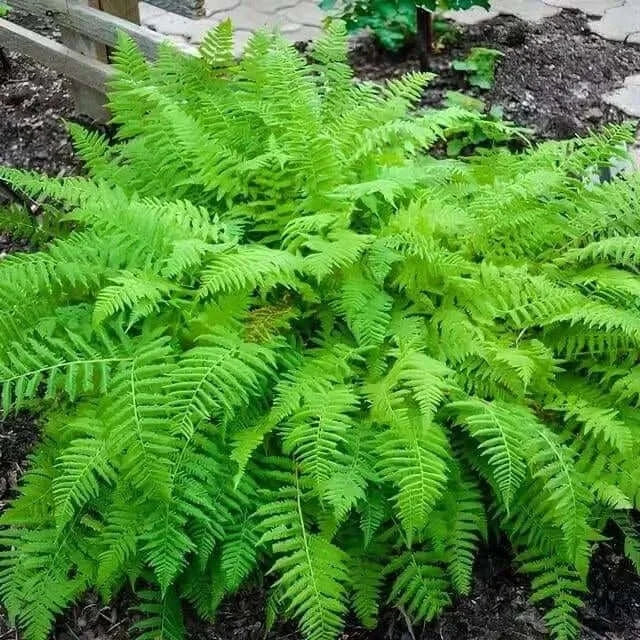 lady fern