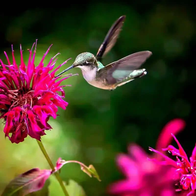 10 Hummingbird Plants Online at TN Nursery 