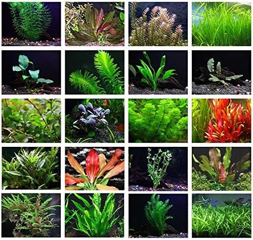 Buy 10 Water Garden Plants Online at TN Nursery 