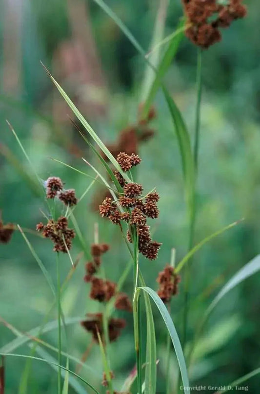 Bulrush plants