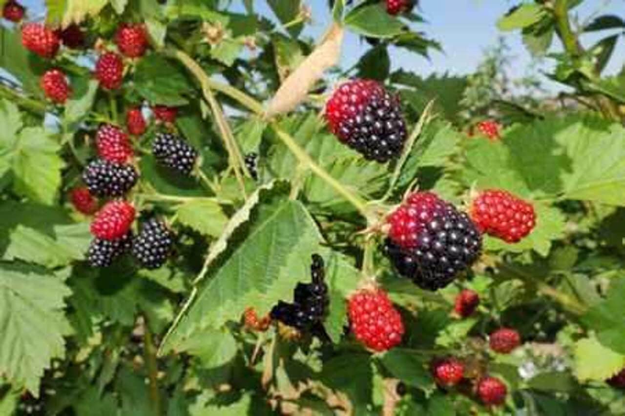 Wild Blackberry Bush