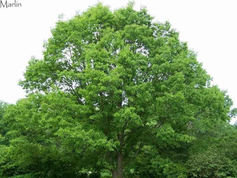 Chestnut Oak Seedlings