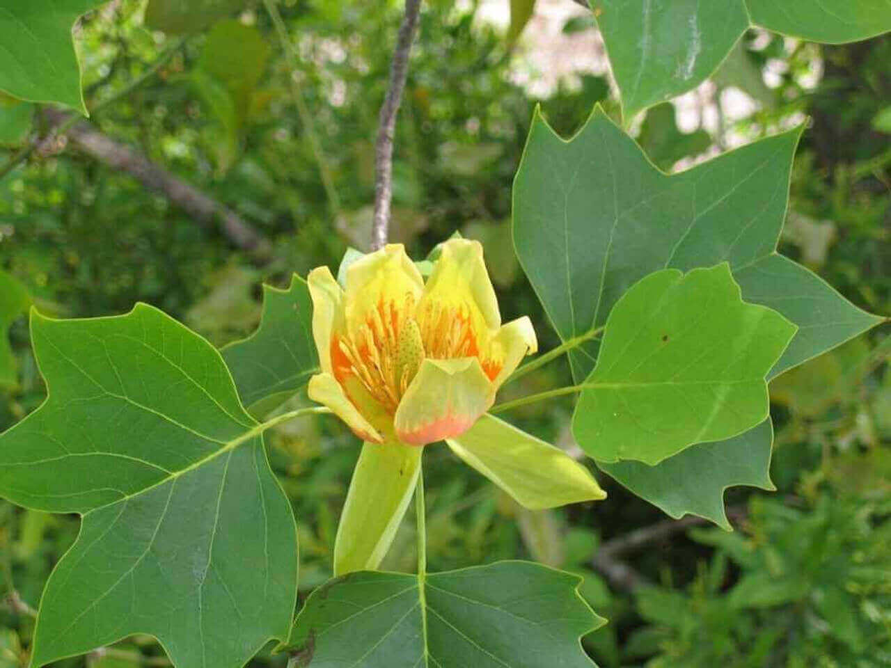 Tulip Poplar Seedlings For Sale Online Buy 1 Get 1 Free