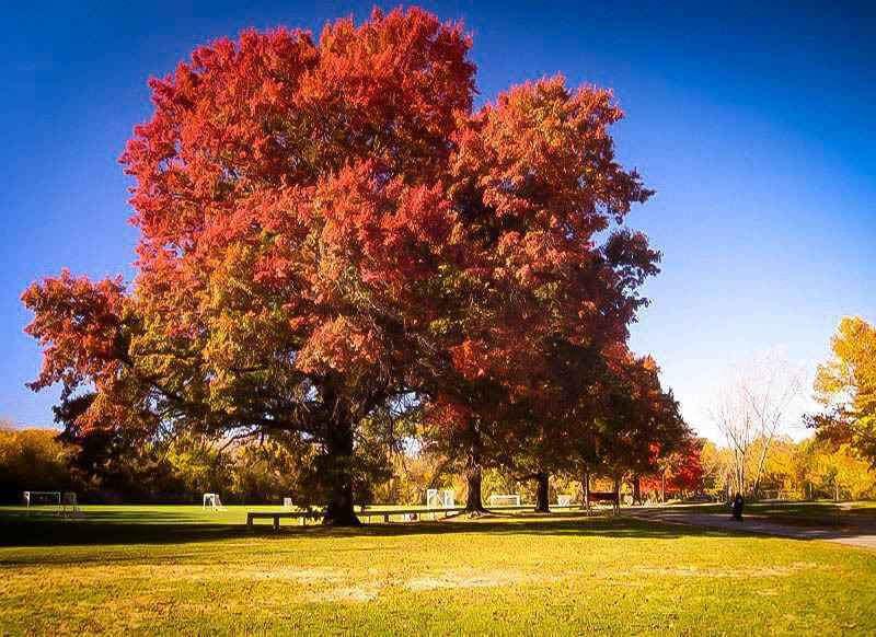 Red Oak Tree Seedlings