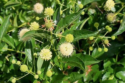 Button Bush Live Stakes
