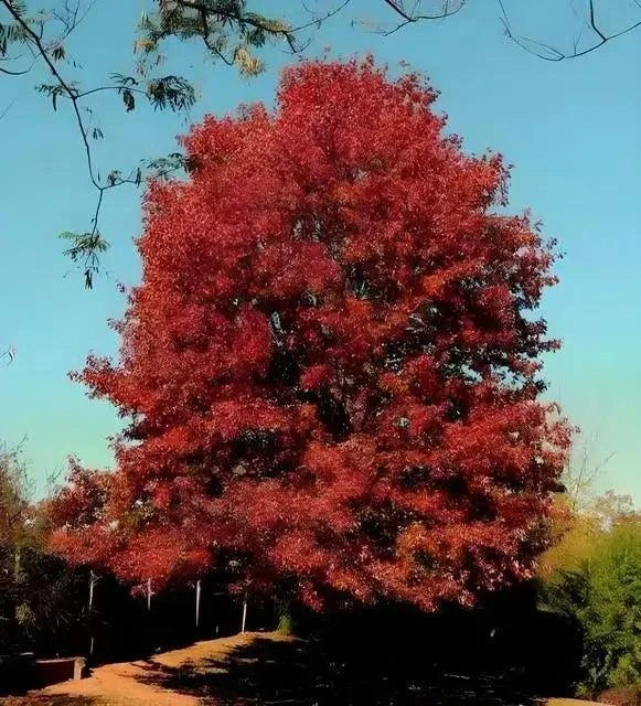 Red Oak Tree - Quercus