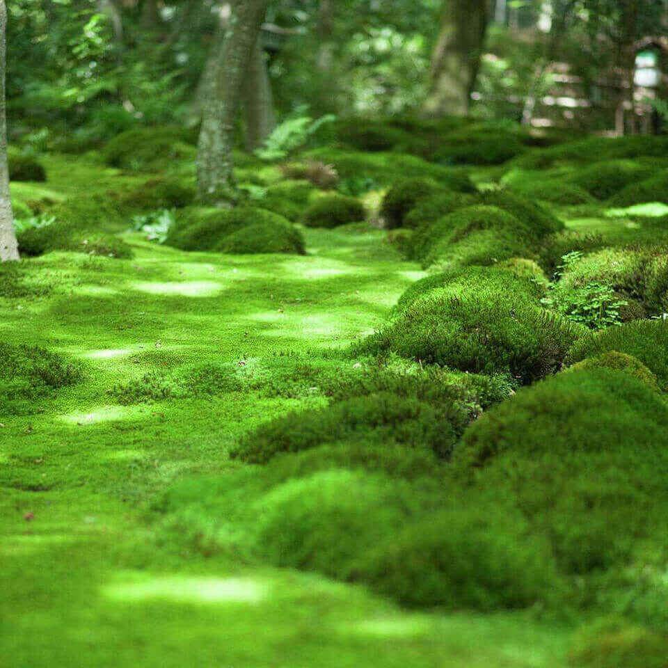 Sheet Moss