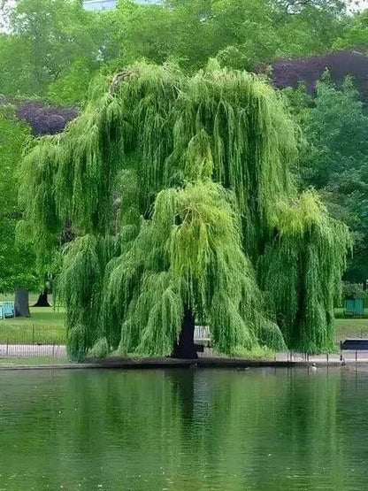 Weeping Willow Trees For Sale | Wholesale Nursery Co