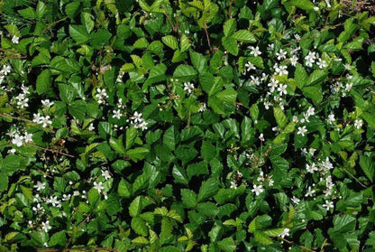 Shrubs Before and After