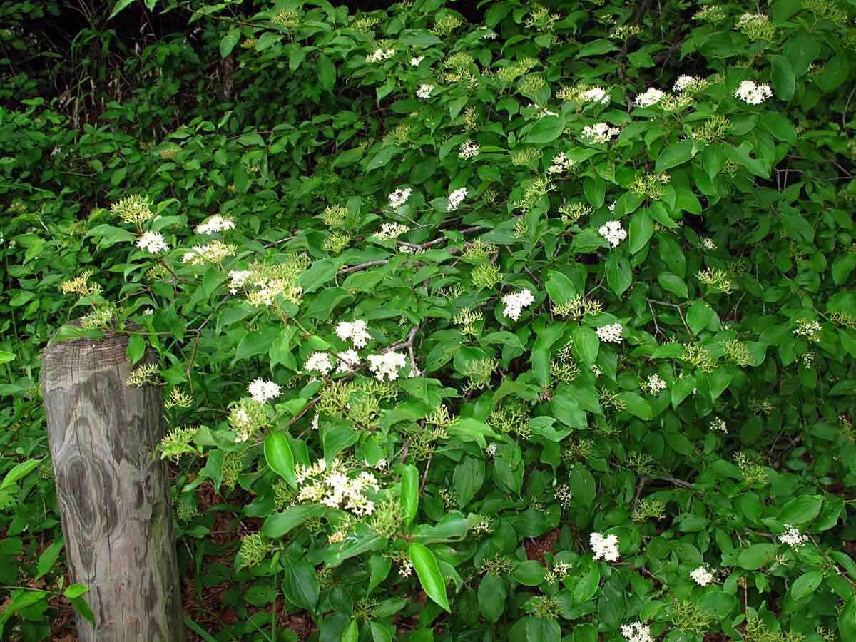 Roughleaf Dogwood Live Stakes
