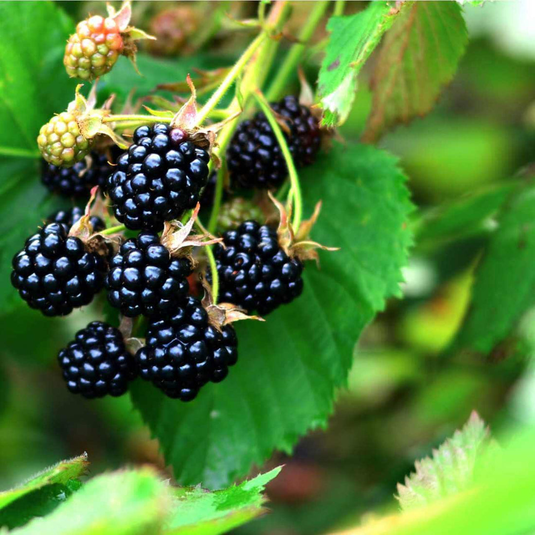 Dewberry Plants For Sale Wholesale Nursery Co