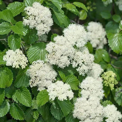 arrowwood viburnum