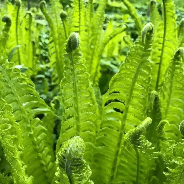 Garden Plants Nursery Ostrich Fern