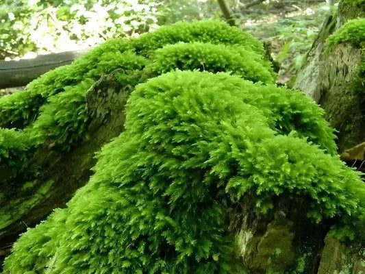 Thuidium Moss