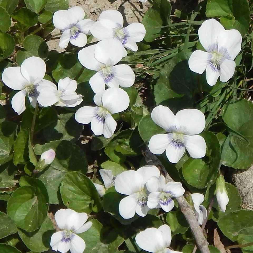 White Violets