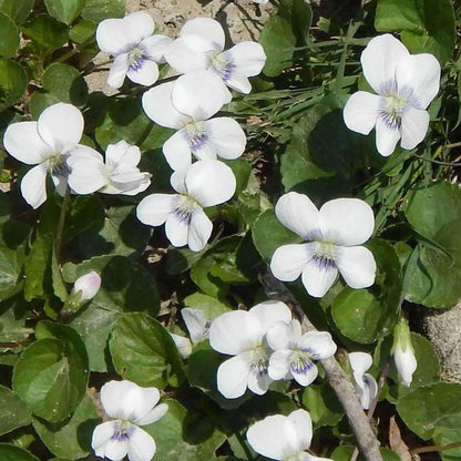 White Violets