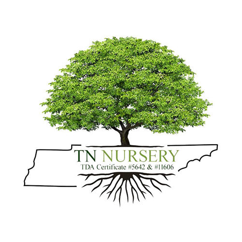 What Is Live Moss and Does It Require Sunlight? – TN Nursery