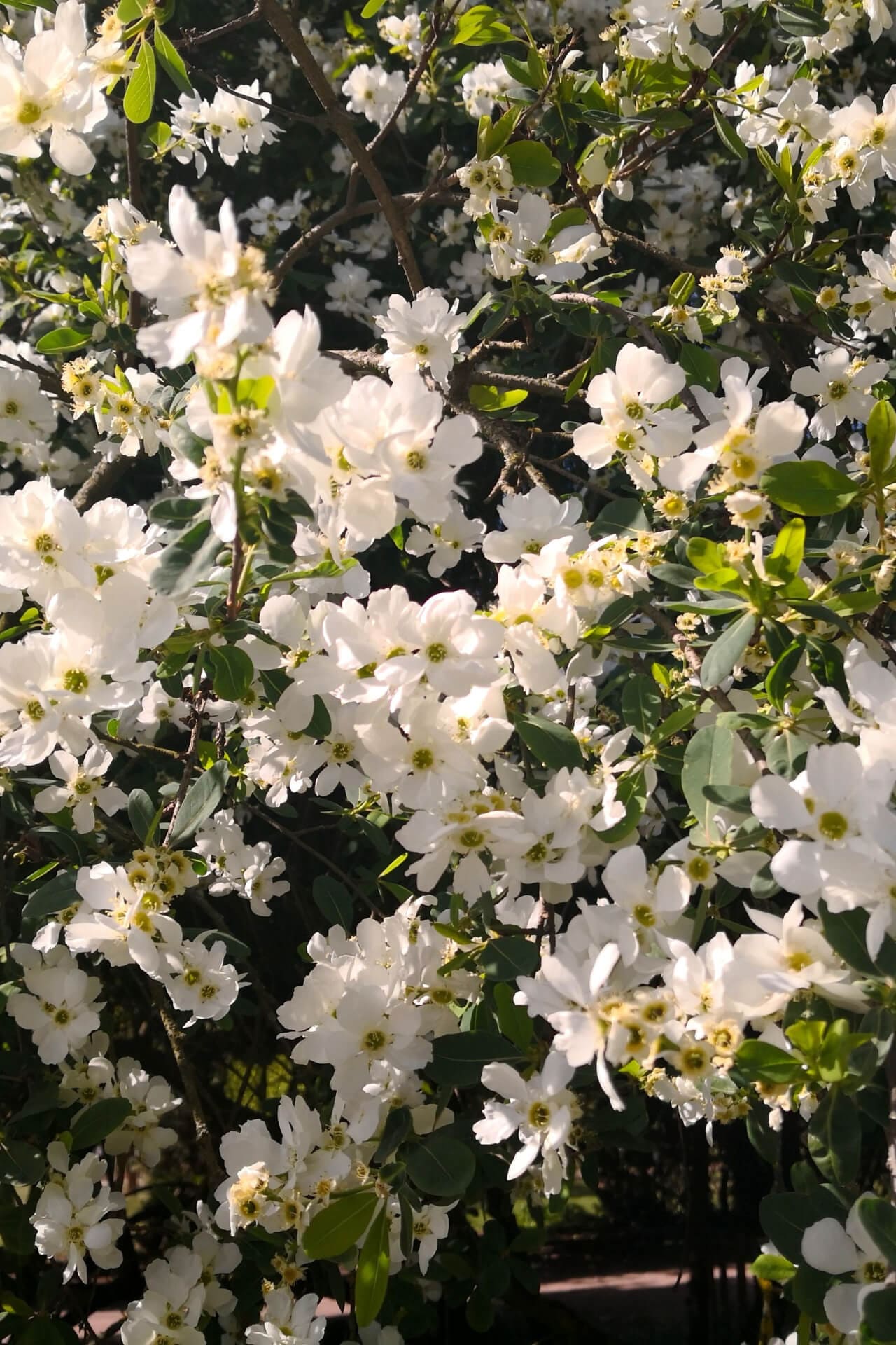 buy 6 Flowering Shrubs online at TN Nursery 