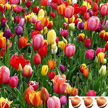 Tulip bulbs