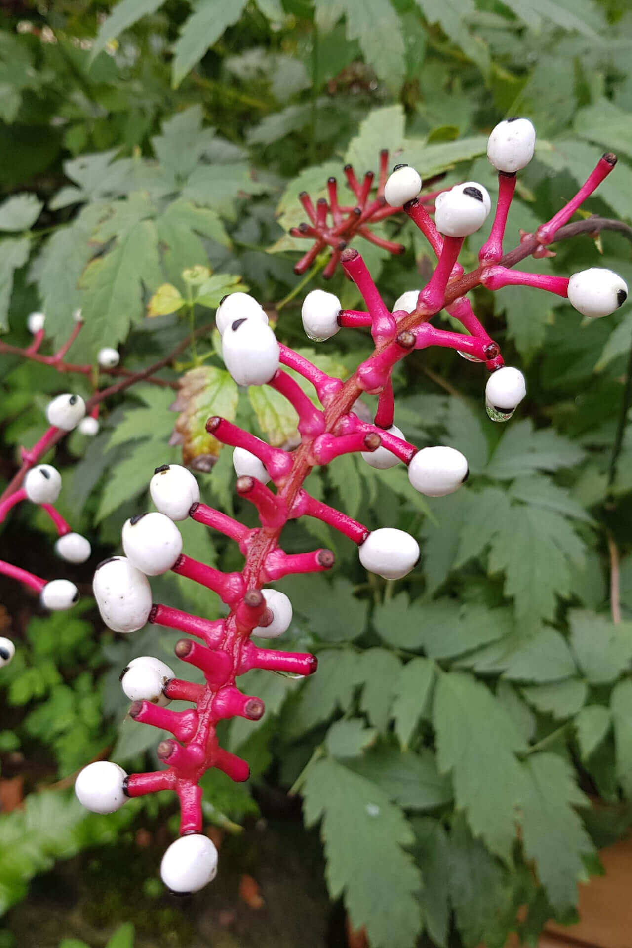 White Baneberry