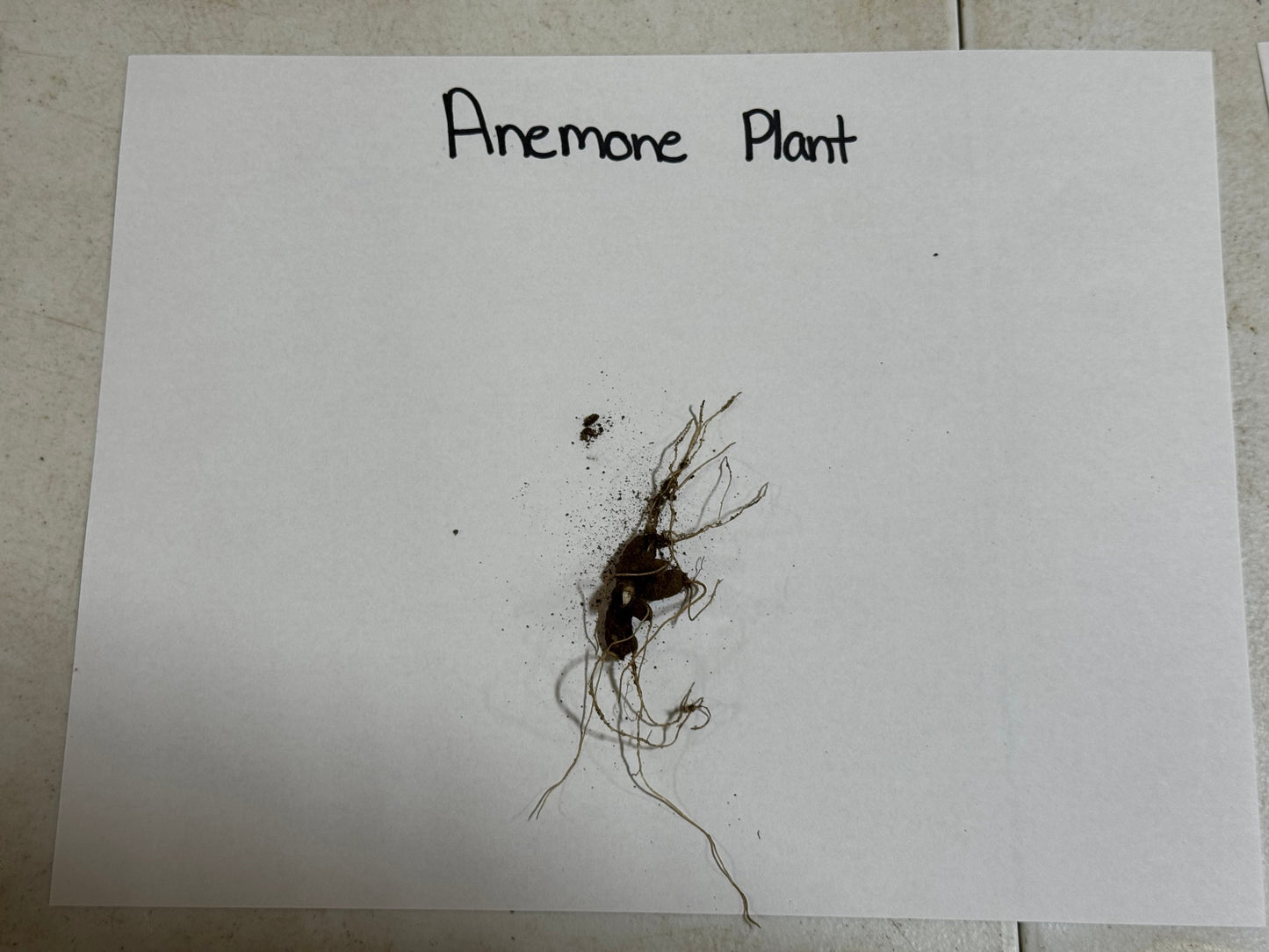 Buy Bareroot Anemone Online at TN Nursery 