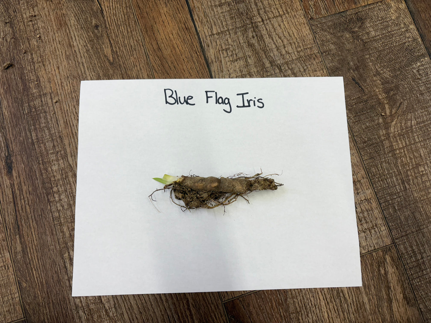 Buy Bearded Iris Online at TN Nursery 