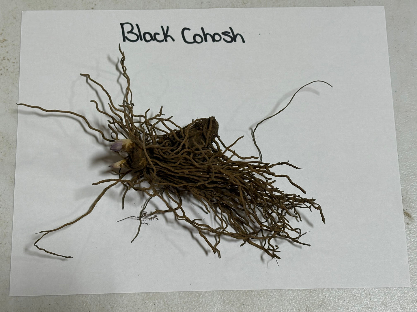 Buy Bareroot Black Cohosh Online at TN Nursery 