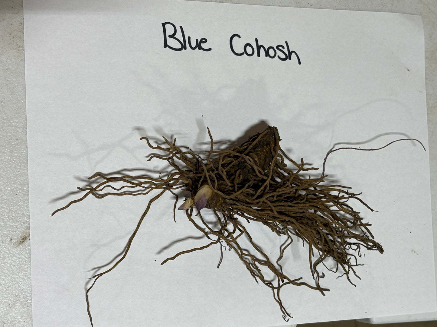 Buy Bareroot  Blue Cohosh Online at TN Nursery 