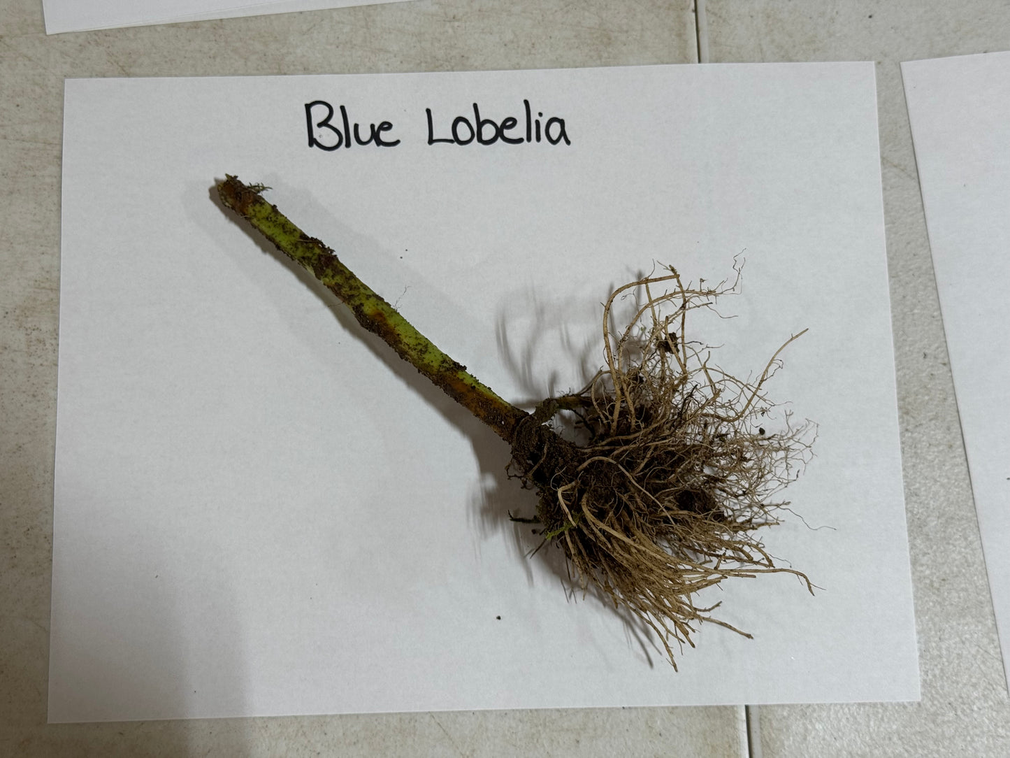 Buy Bareroot Blue Lobelia  Online at TN Nursery 