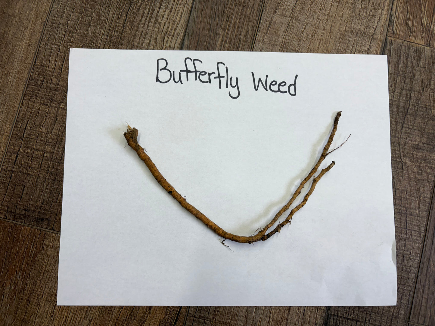 Buy Bareroot Butterfly Weed Online at TN Nursery 