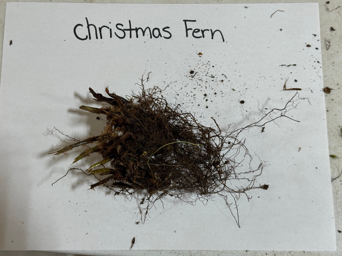 Buy Bareroot Christmas Fern Online at TN Nursery 