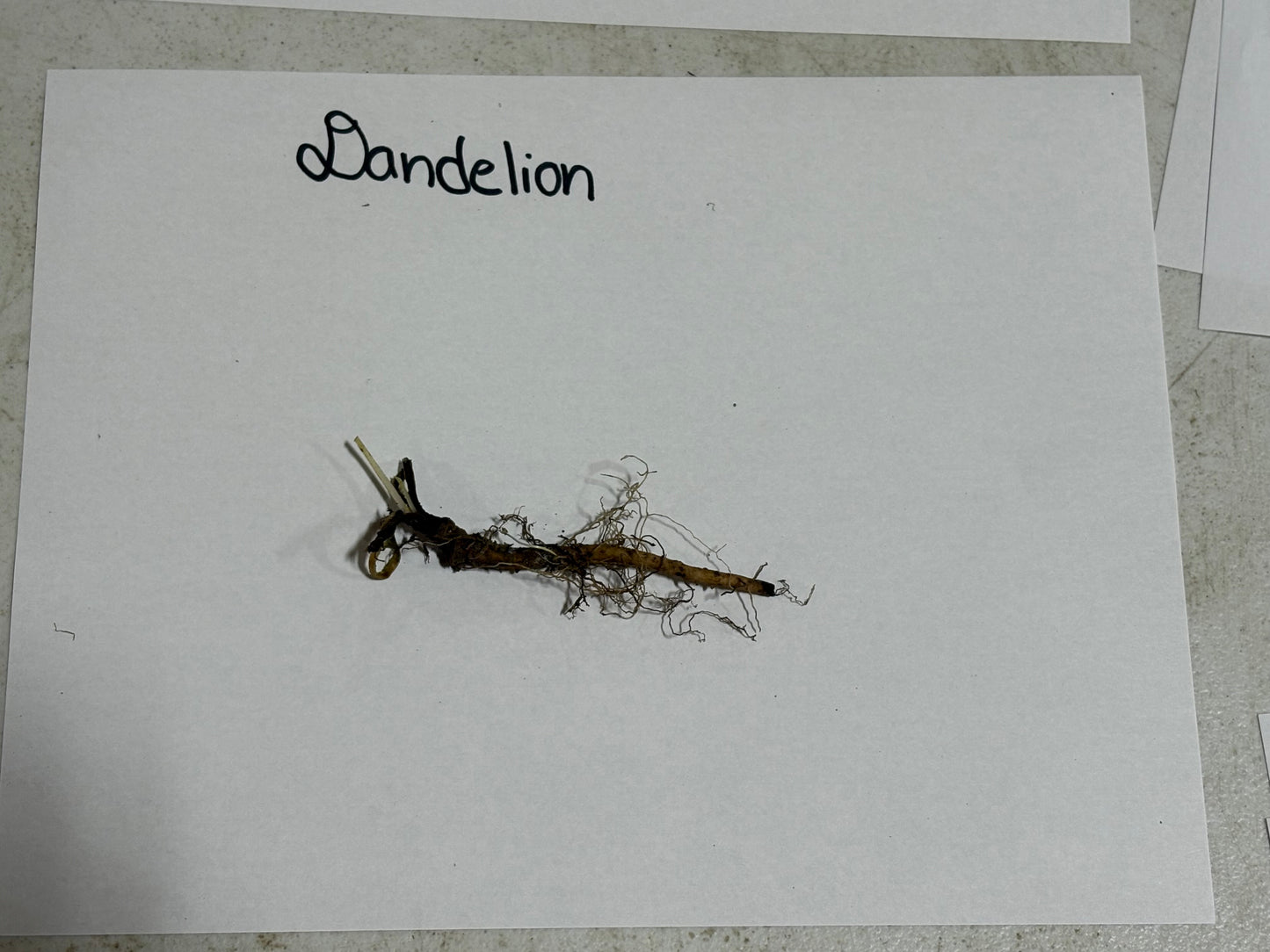 Buy Bareroot Dandelion Plant Online at TN Nursery 