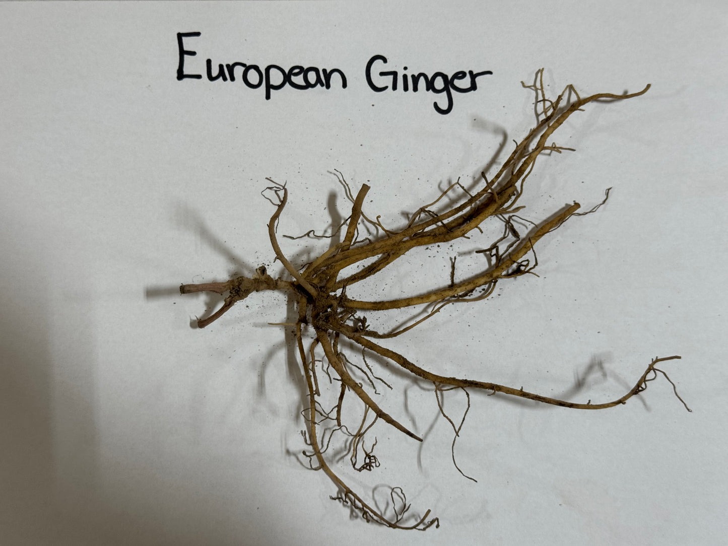 Buy Bareroot European Ginger  Online at TN Nursery 