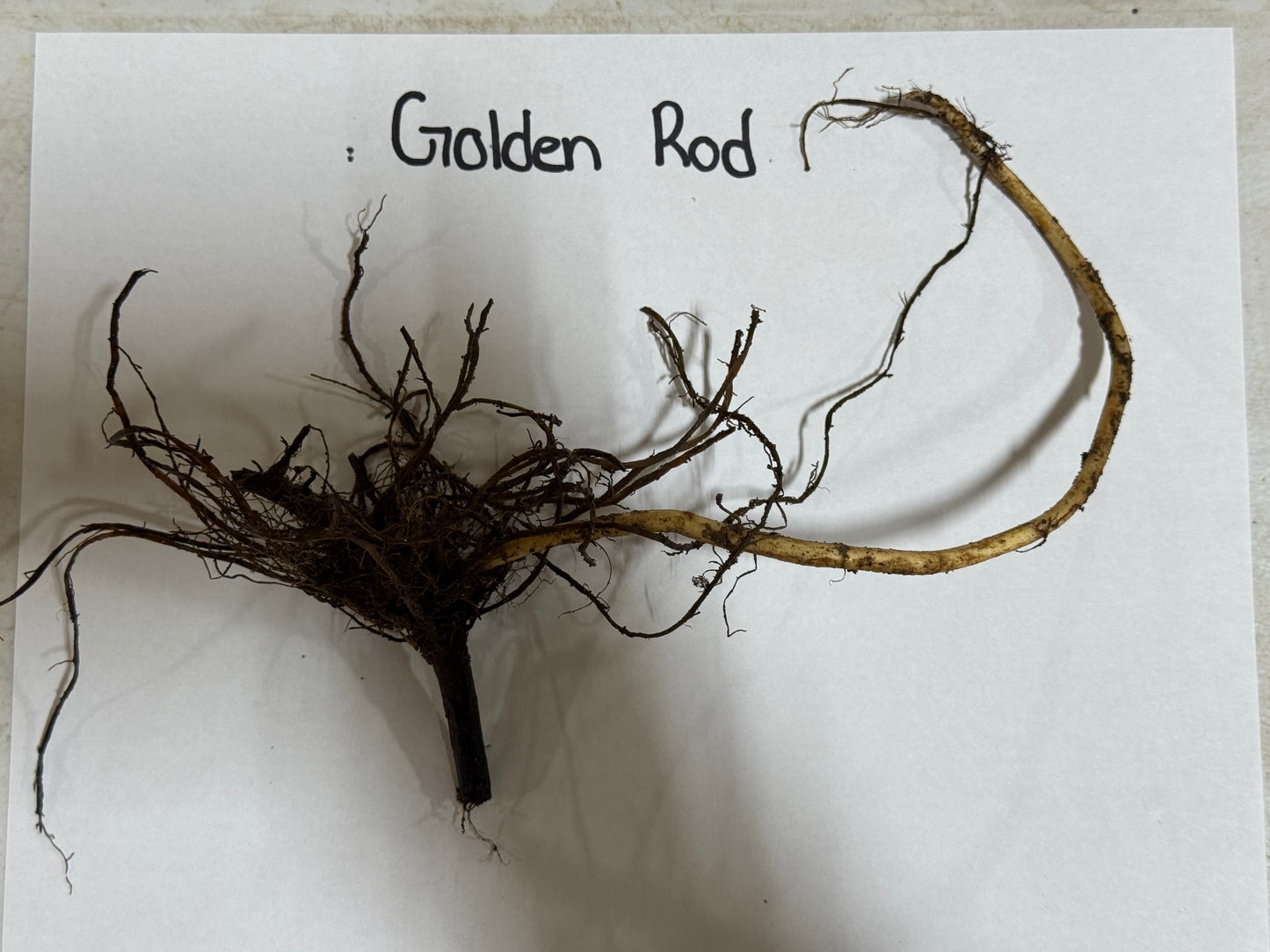 Buy Bareroot Golden Rod Online at TN Nursery 