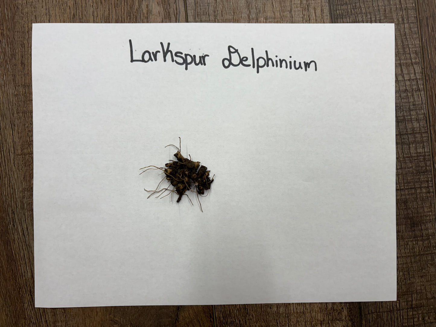 Buy Bareroot Larkspur Delphinium Online at TN Nursery 