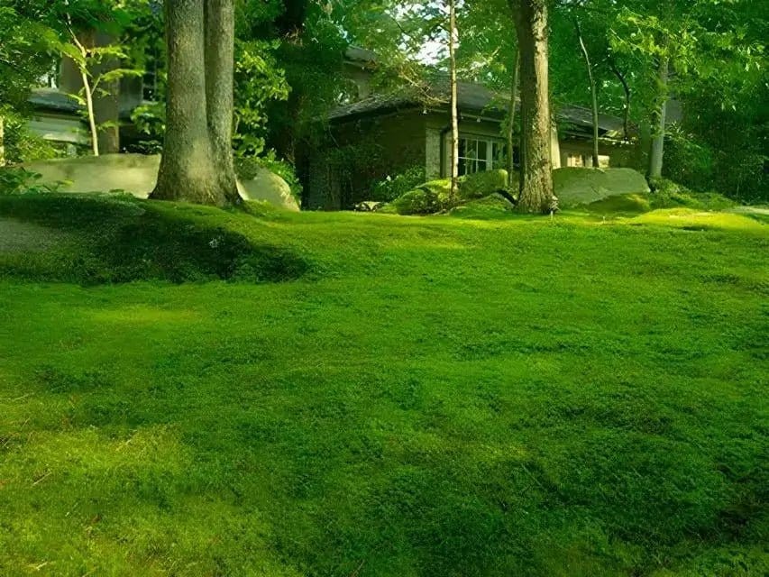 Buy Bareroot Lawn Moss Online at TN Nursery 