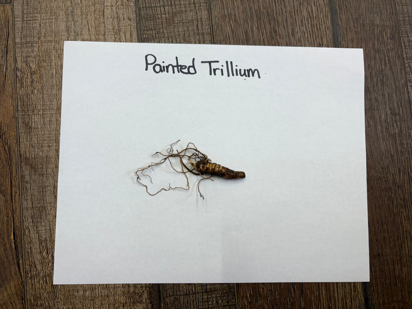 Buy Bareroot Painted Trillium Online at TN Nursery 