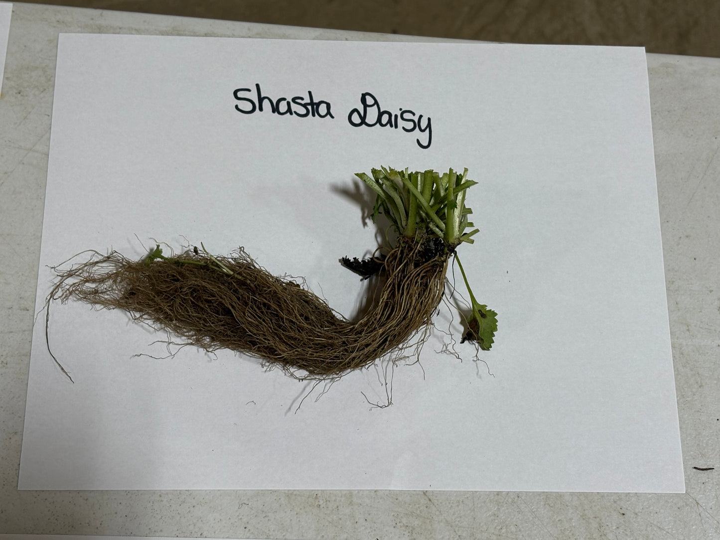 Buy Bareroot Daisy Online at TN Nursery 