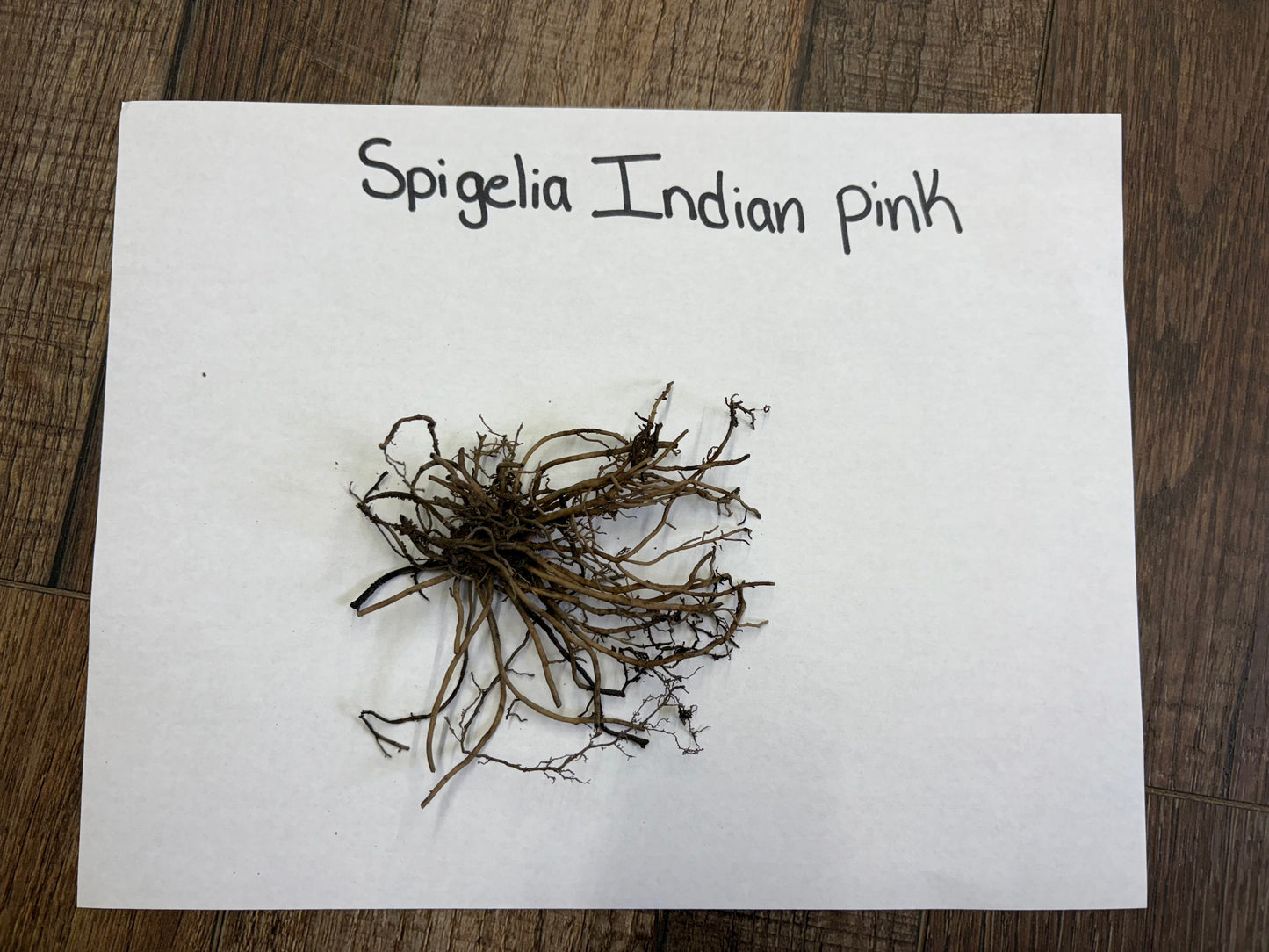 Buy Bareroot Indian Pink Spigelia Online at TN Nursery 