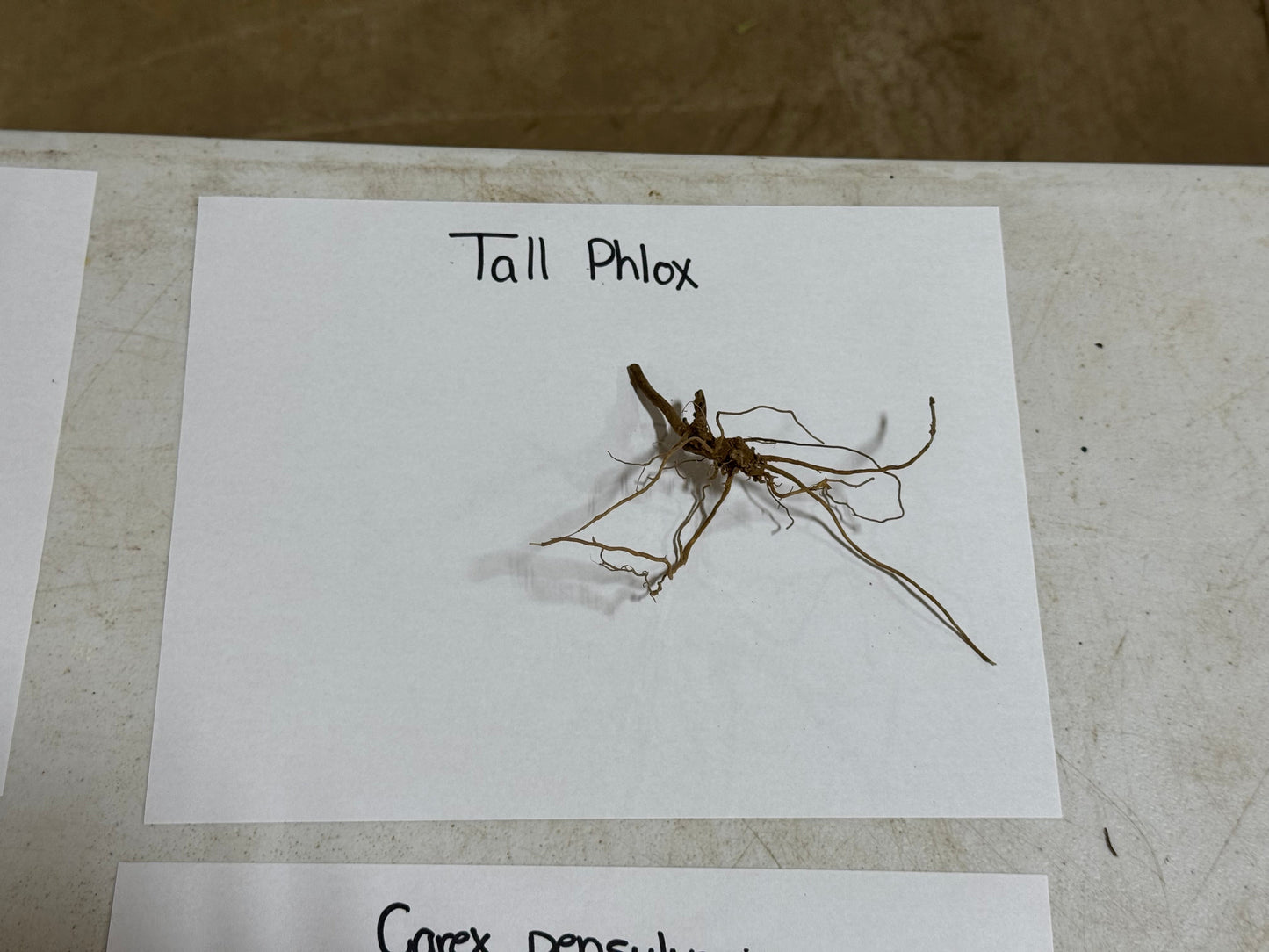 Buy Tall Garden Phlox Online at TN Nursery 