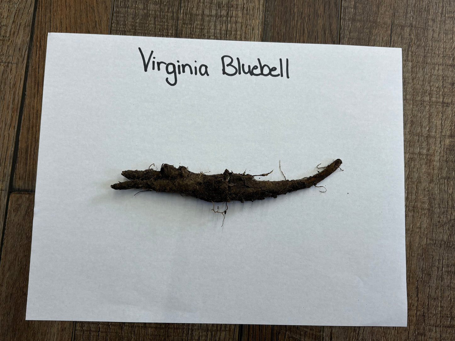 Buy Bareroot Virginia Bluebell Online at TN Nursery 