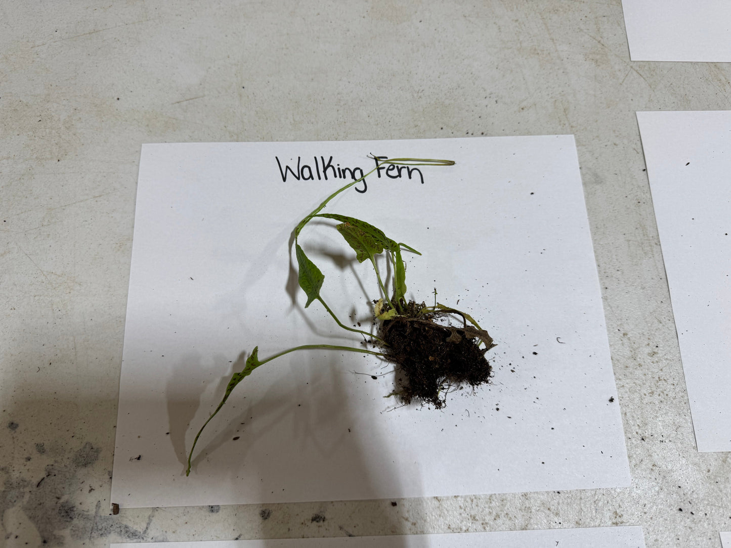 Buy Bareroot Walking Ferns Online at TN Nursery 