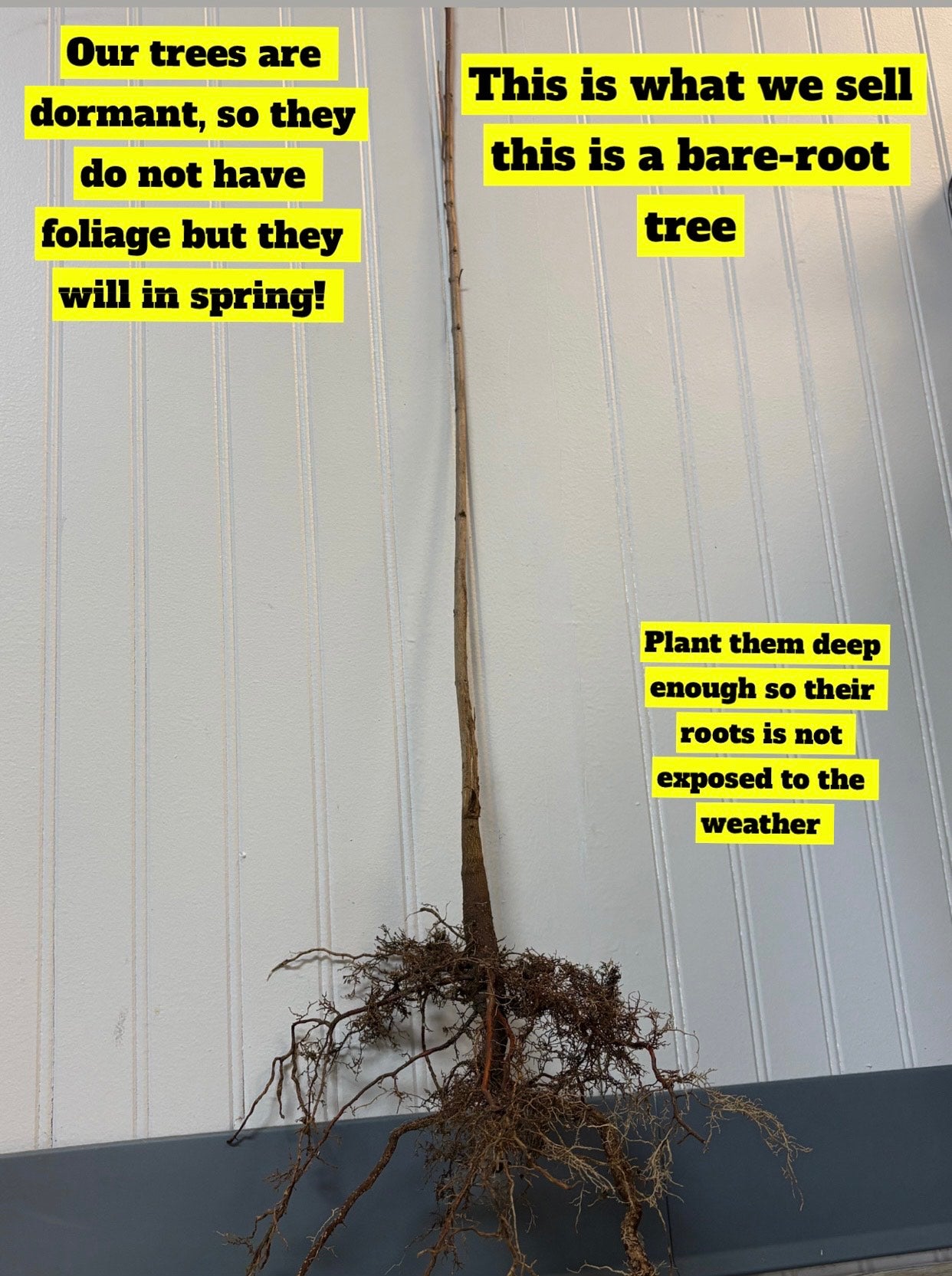 White Princess Dogwood Tree