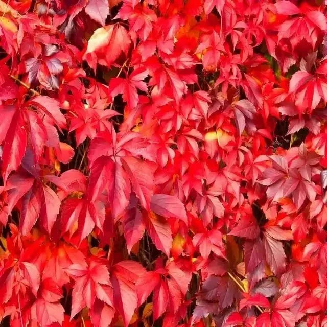 Buy Bareroot Virginia Creeper Online at TN Nursery 