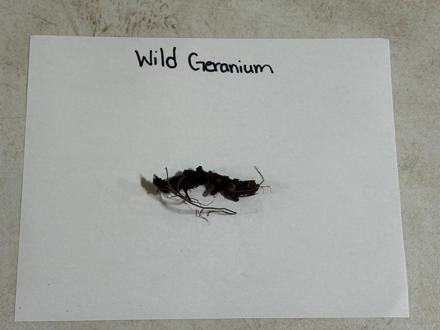 Buy Bareroot Wild Geranium Online at TN Nursery 