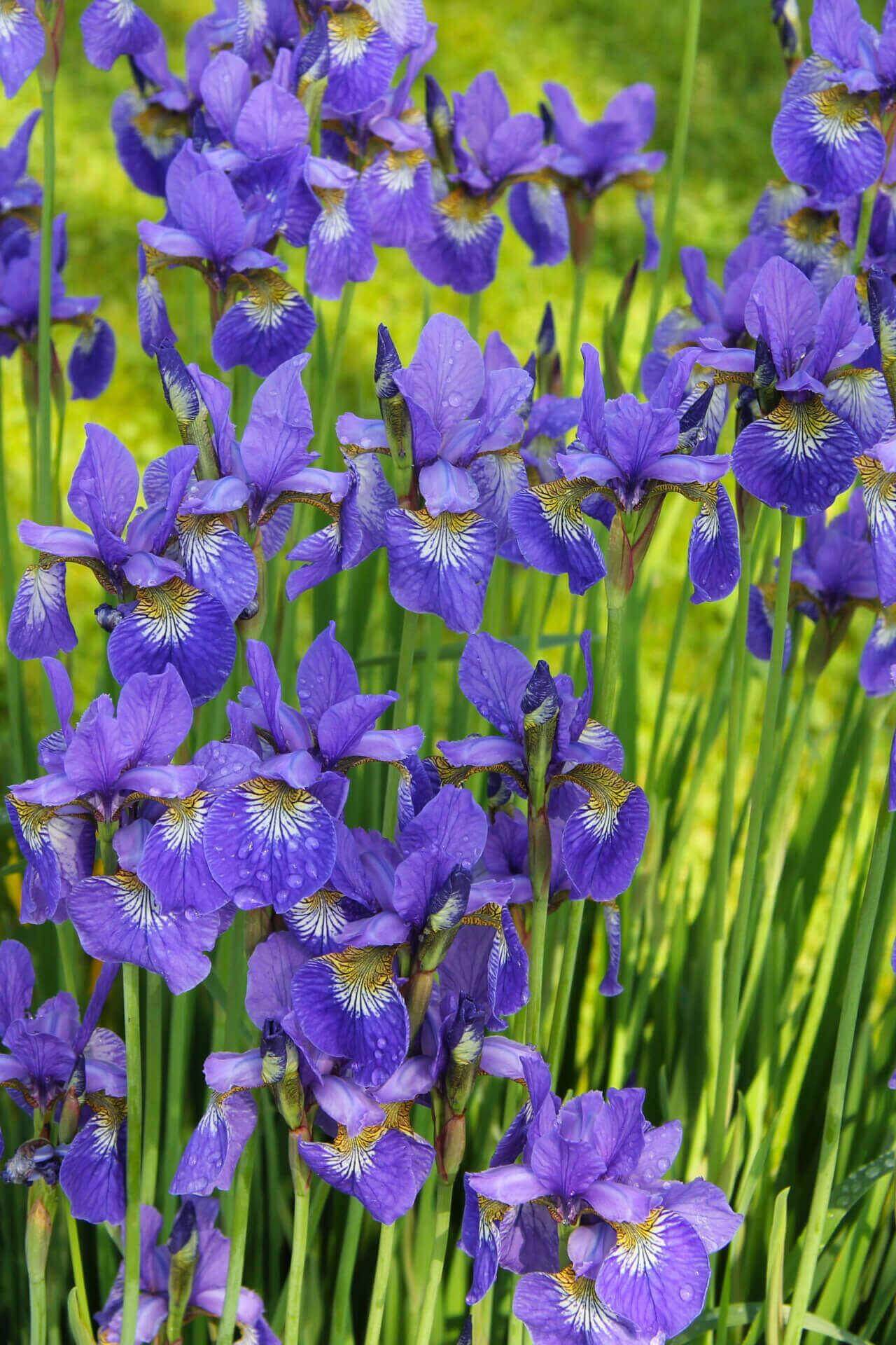Bearded Iris