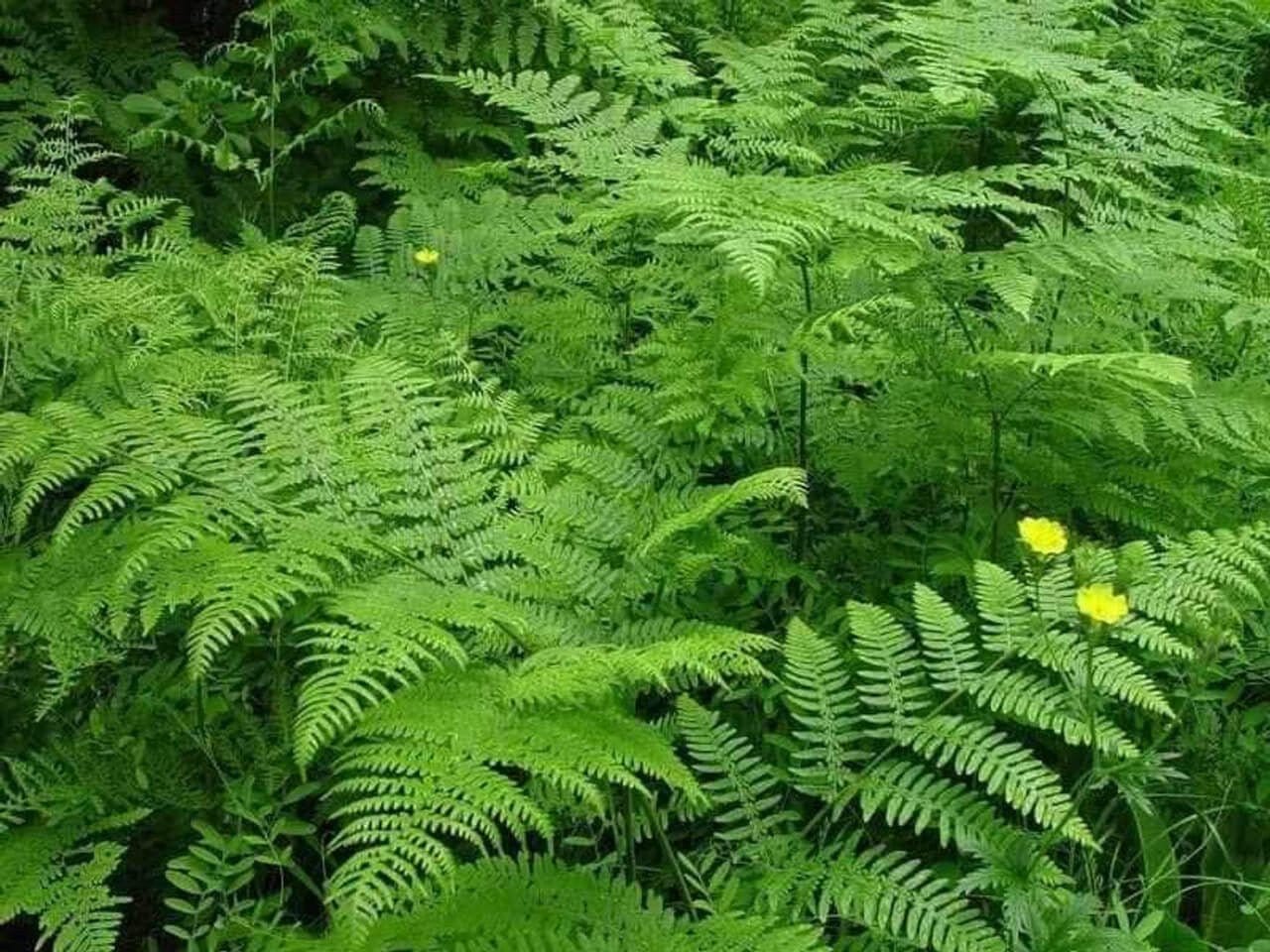 Buy Fern Variety - 25 Plants Online at TN Nursery 